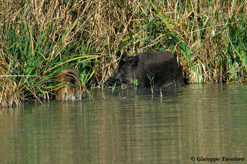 Cinghiale al bagno.