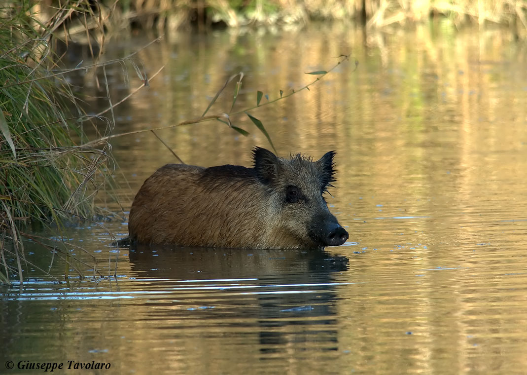 Cinghiale al bagno.