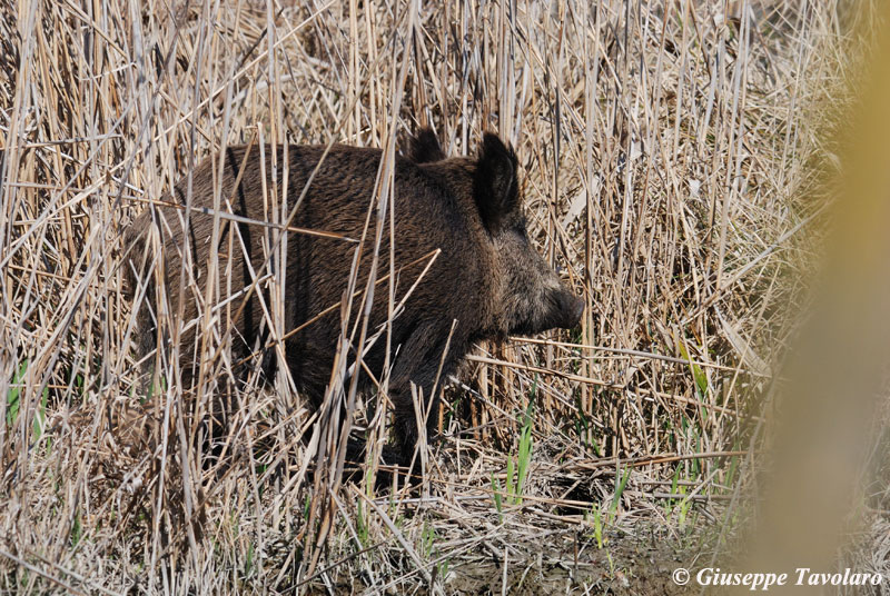 Cinghiale.