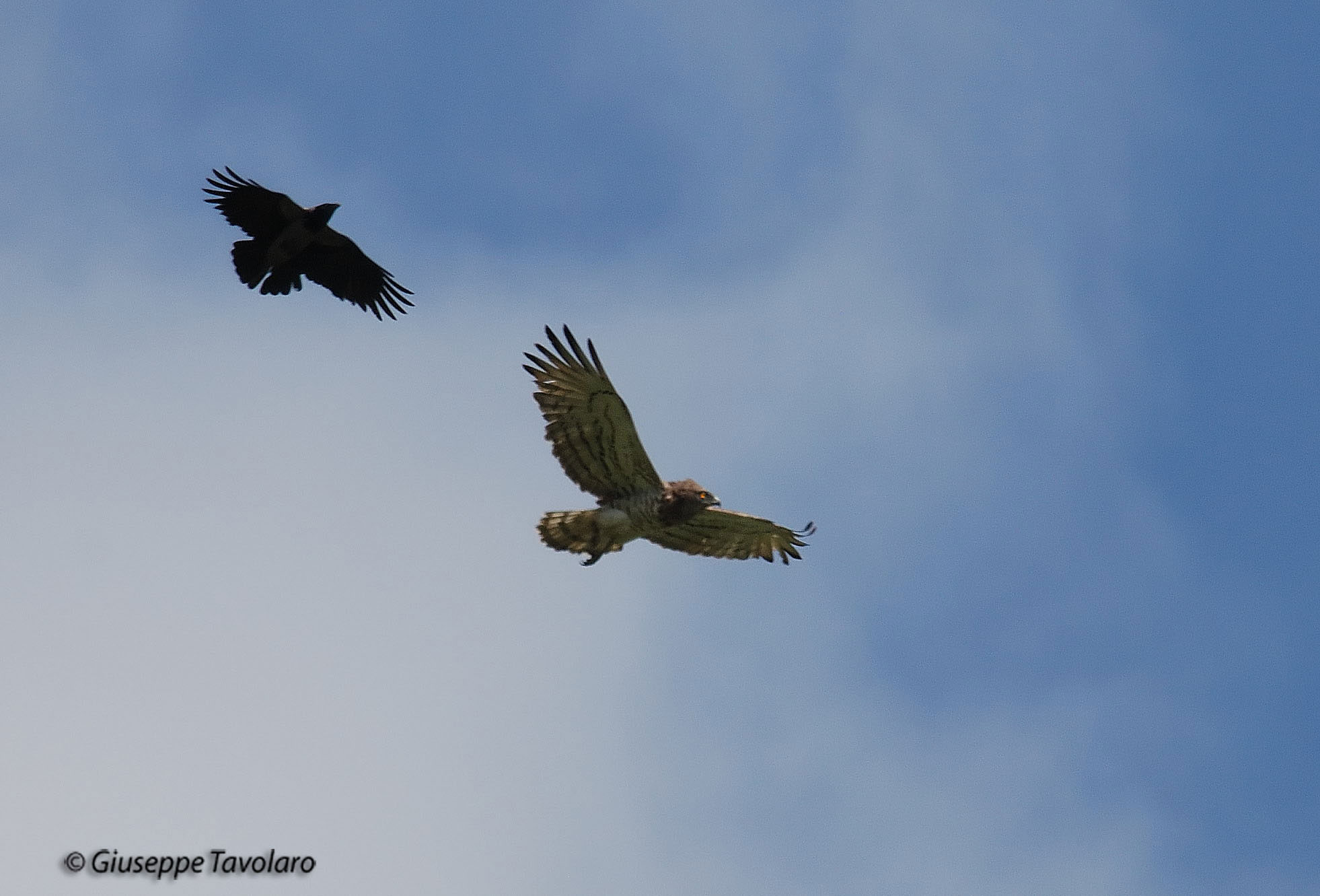 Comportamenti animali. Mobbing?