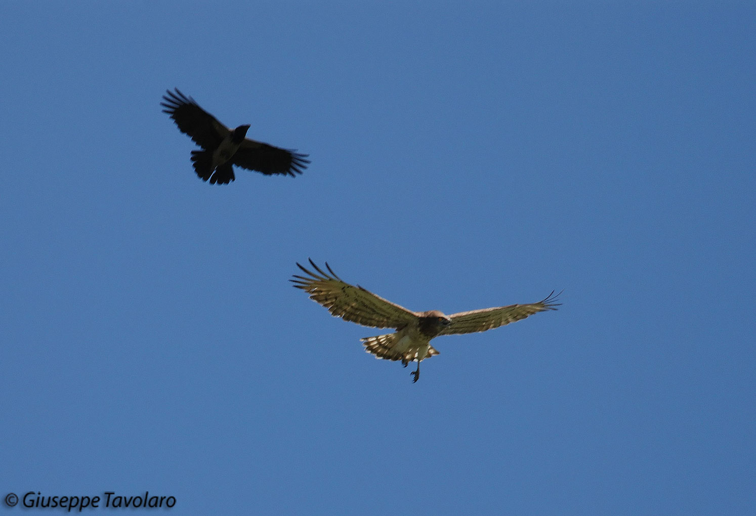 Comportamenti animali. Mobbing?