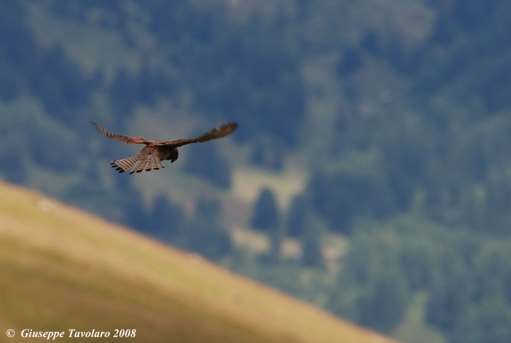 info comportamento uccello