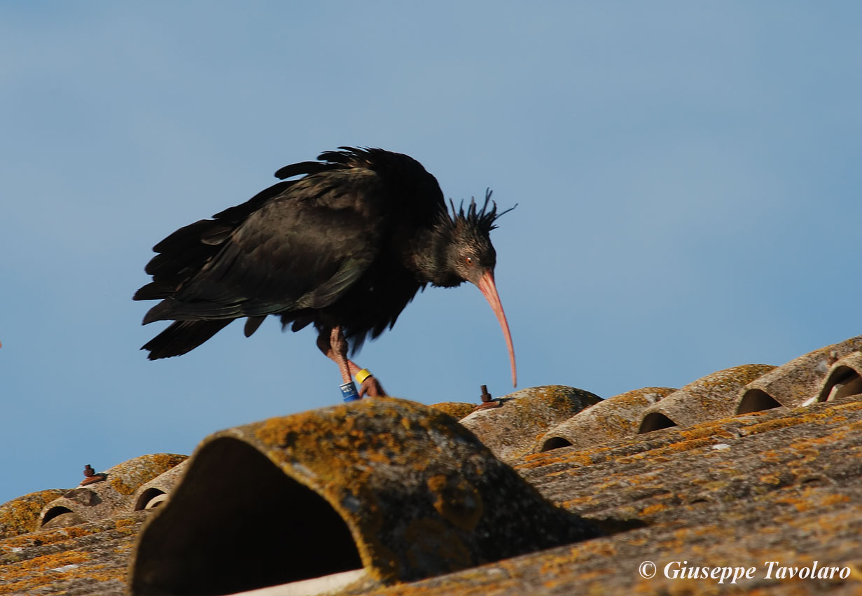 Ibis eremita al Circeo!