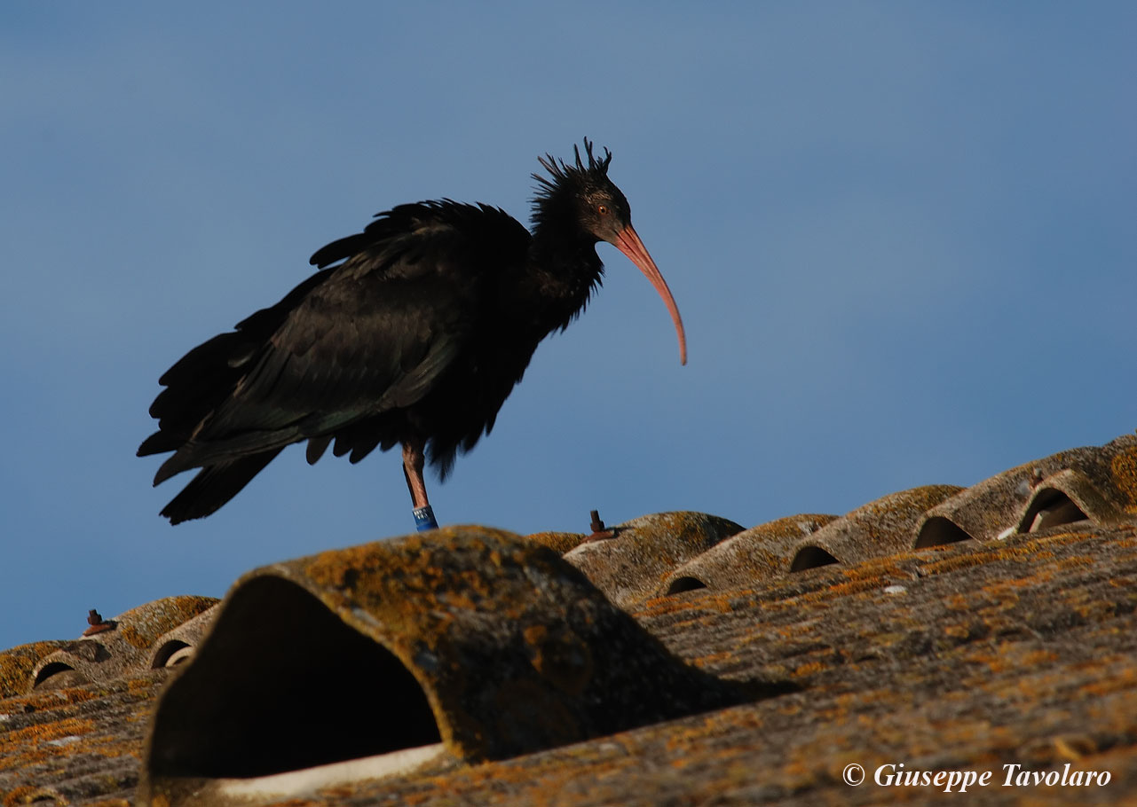 Ibis eremita al Circeo!