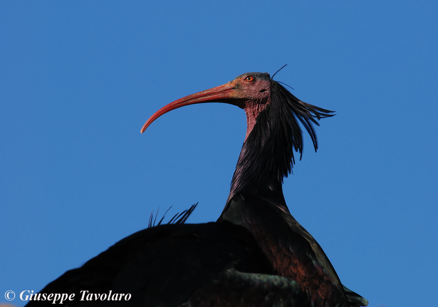 Ibis eremita al Circeo!