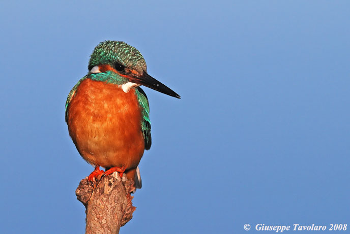 Martin pescatore (Alcedo atthis).