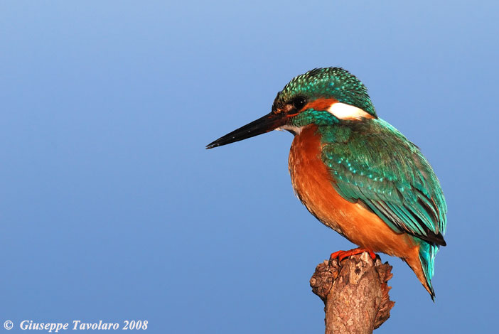 Martin pescatore (Alcedo atthis).