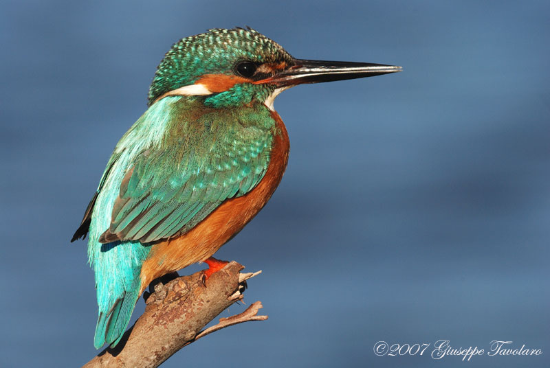 Martin pescatore (Alcedo atthis)