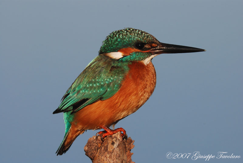 Martin pescatore (Alcedo atthis)