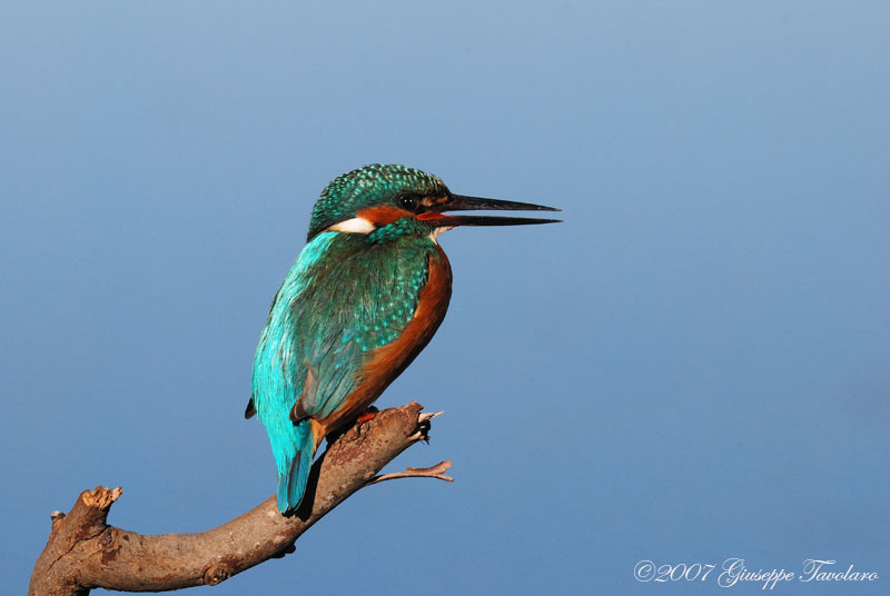 Martin pescatore (Alcedo atthis)