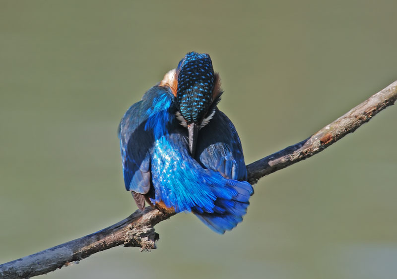 Il Martino attorcigliato.