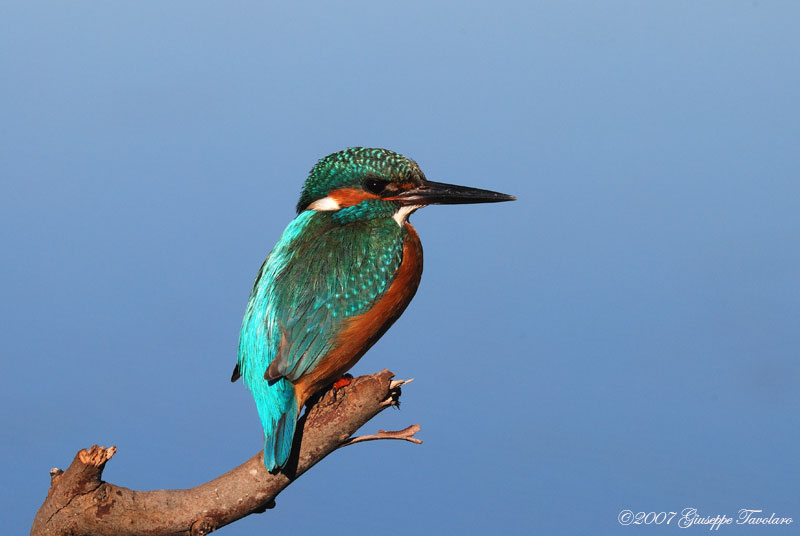 Martin pescatore (Alcedo atthis)