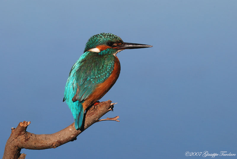 Martin pescatore (Alcedo atthis)