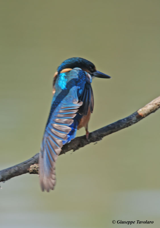 Il Martino attorcigliato.