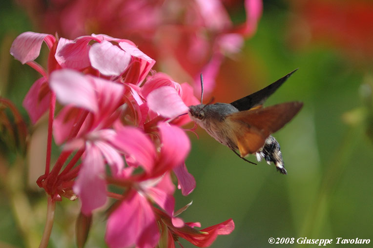 Sfinge uccello mosca. Macroglossum stellatarum