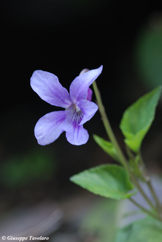 Violetta. Viola reichenbachiana