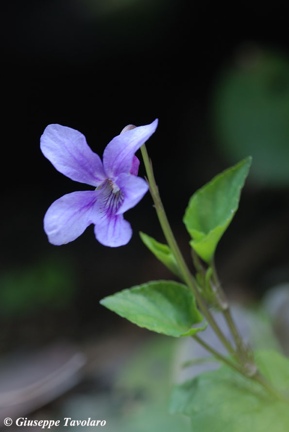 Violetta. Viola reichenbachiana