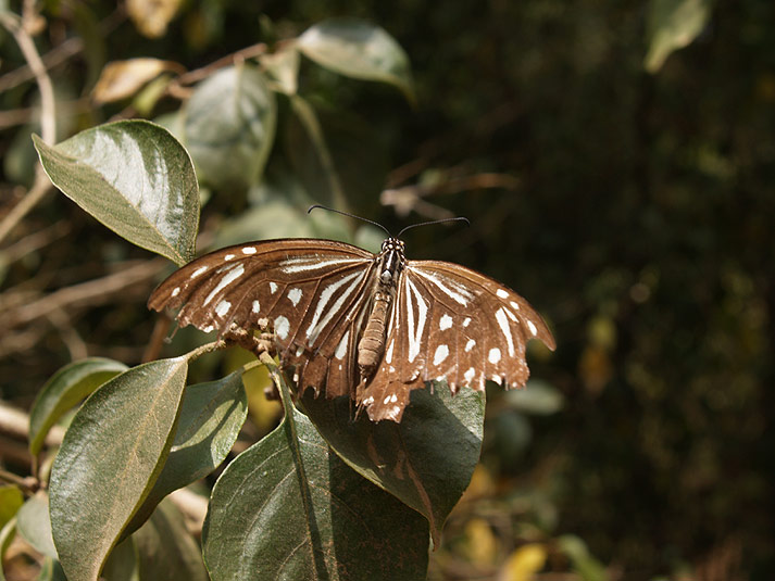 identificazione farfalla