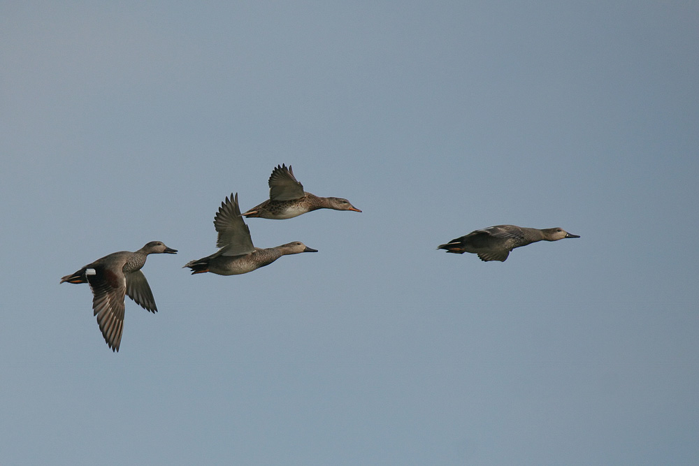 Canapiglie in volo