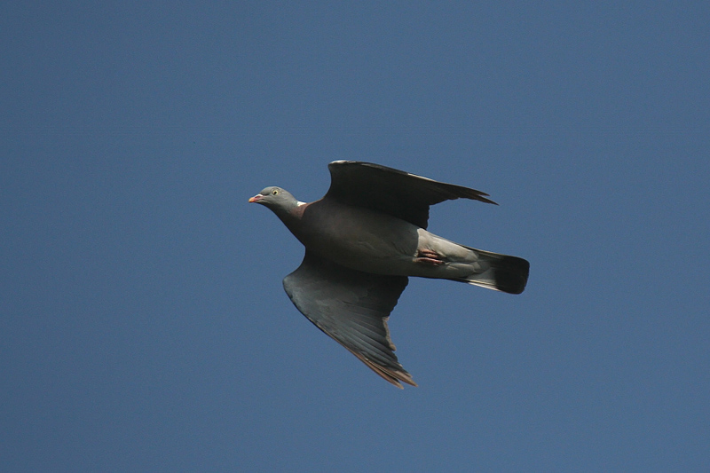 Colombaccio in volo