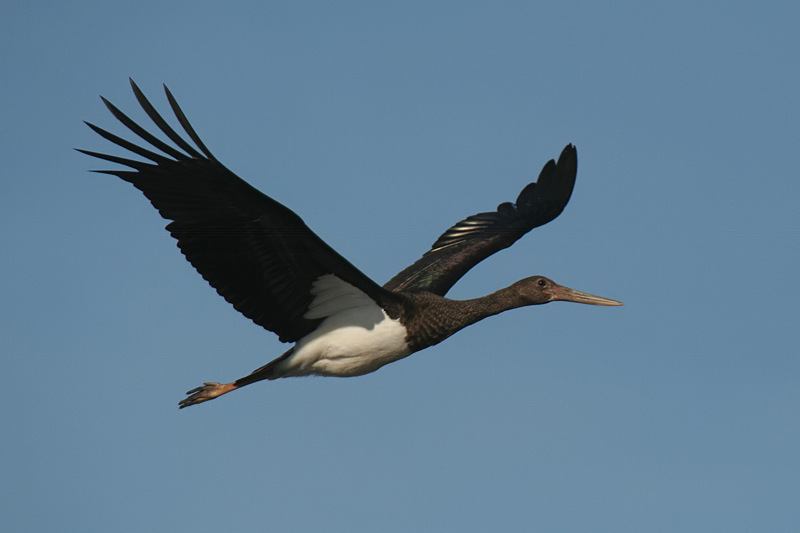 Cicogna Nera in  volo