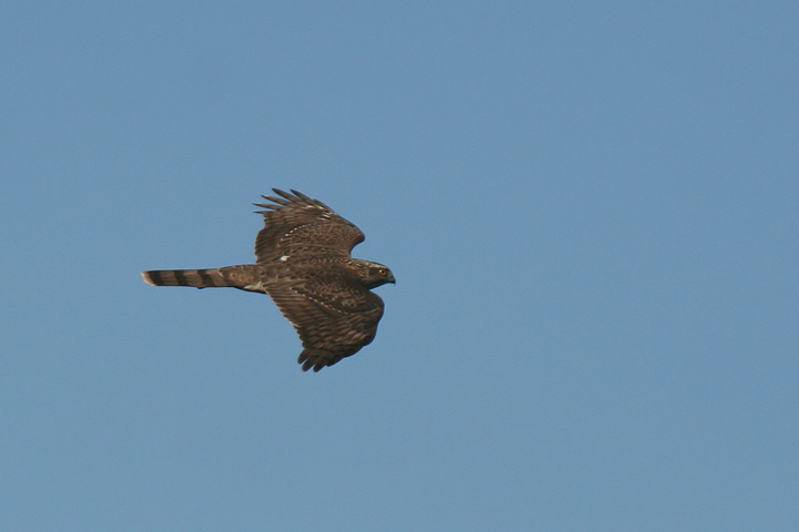 Sparviere in volo