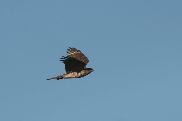 Sparviere in volo