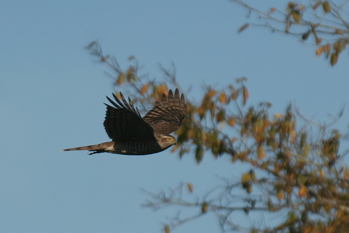 Sparviere in volo