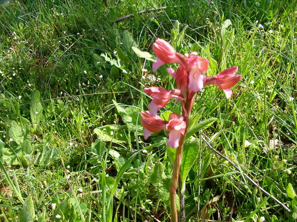 Orchis papilionacea / Orchidea farfalla