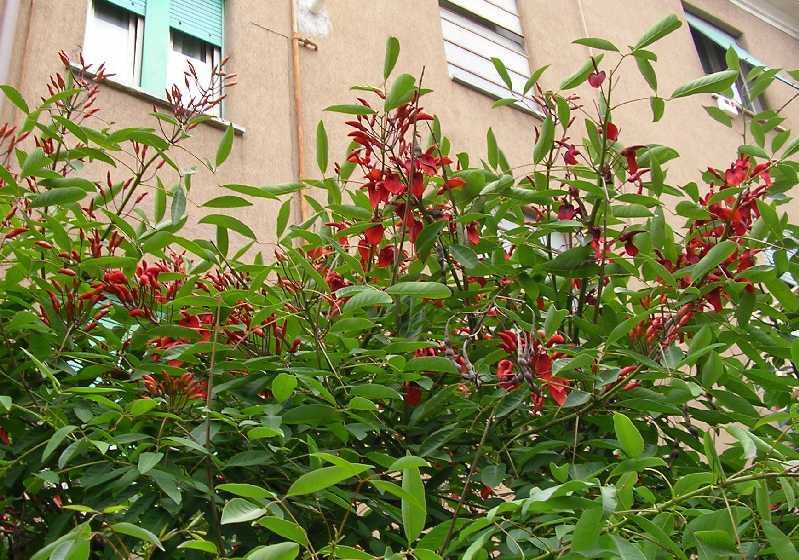 Erythrina crista-galli (pianta coltivata)