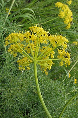 Ferulago campestris