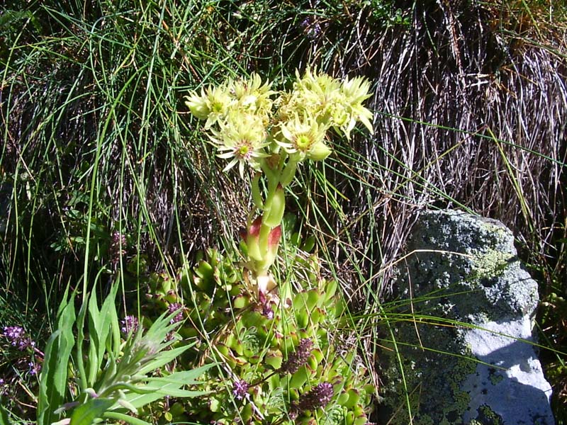 terzo e ultimo grazie - Sempervivum