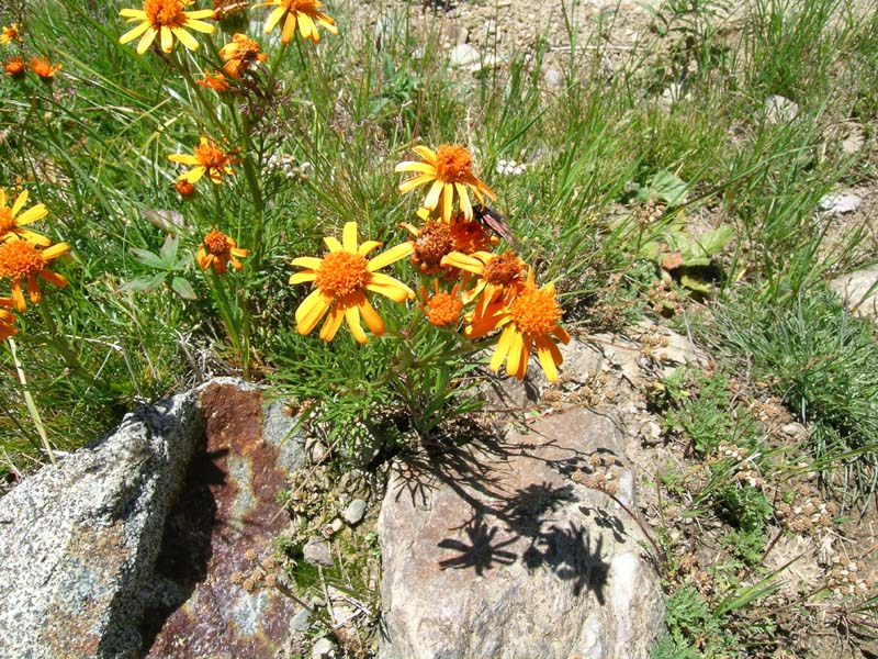 Jacobaea abrotanifolia / Senecio abrotanino