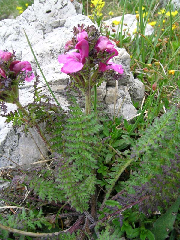 Grigna Meridionale - Pedicularis rostrato-capitata