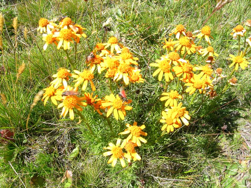 Jacobaea abrotanifolia / Senecio abrotanino