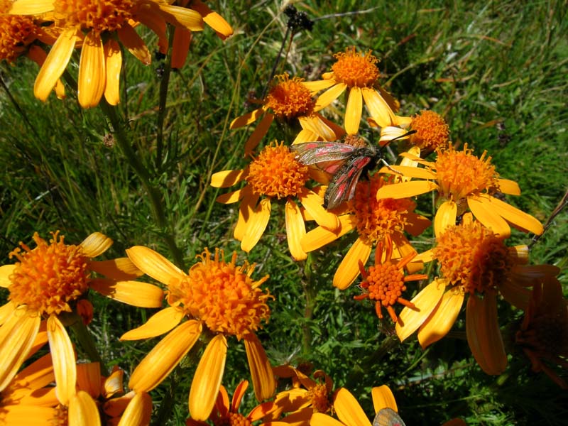 Jacobaea abrotanifolia / Senecio abrotanino