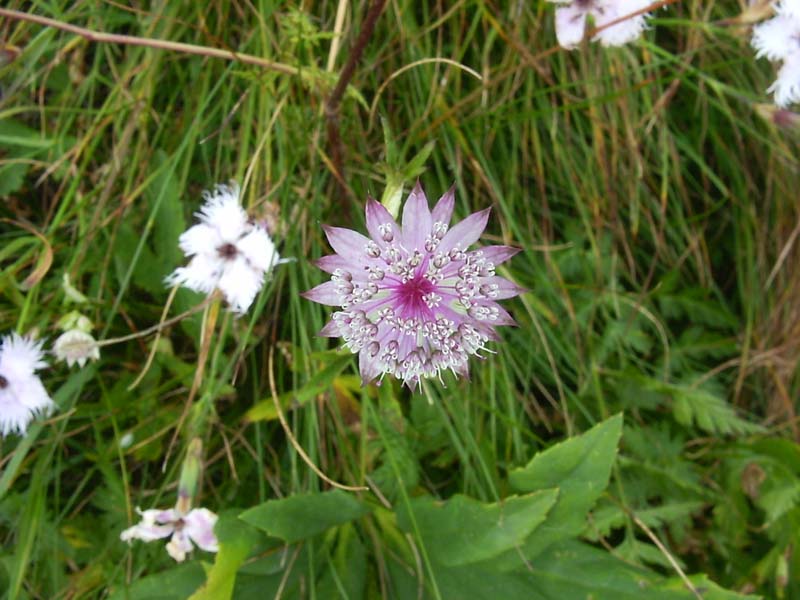 Astrantia major / Astranzia maggiore