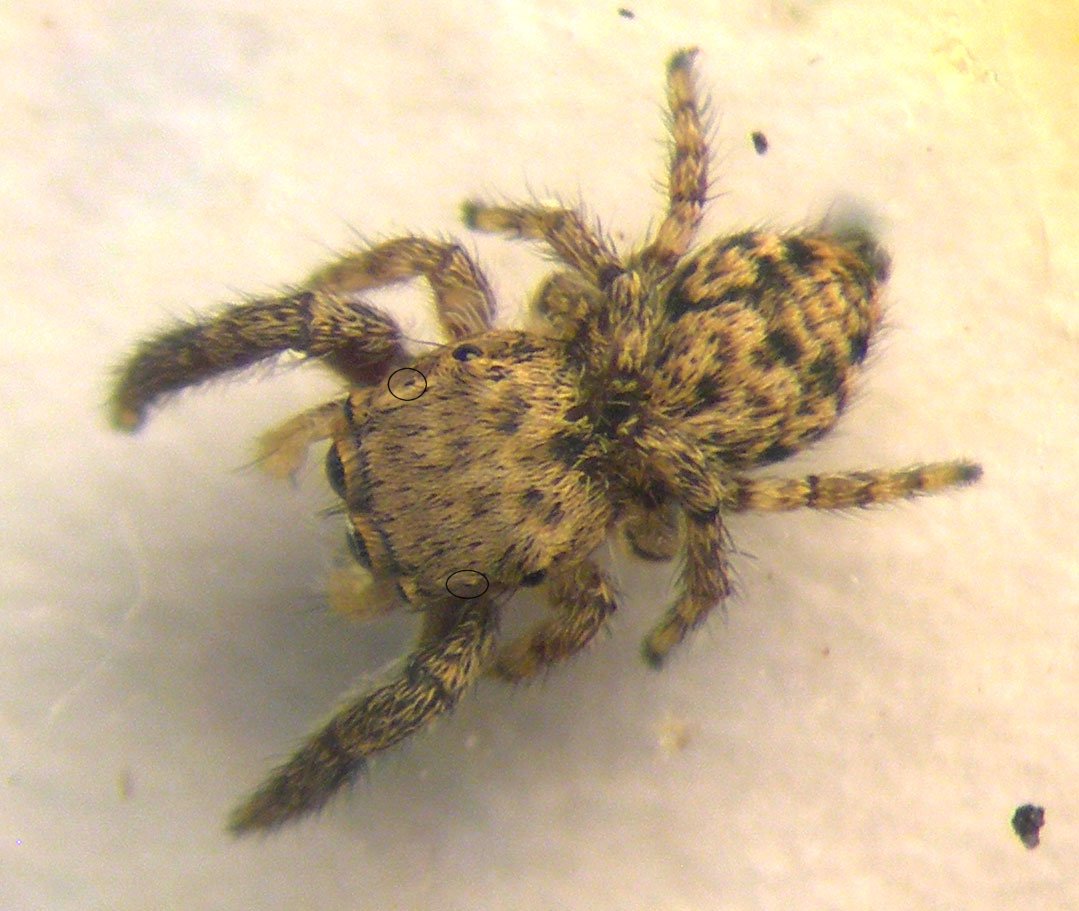 Salticidae