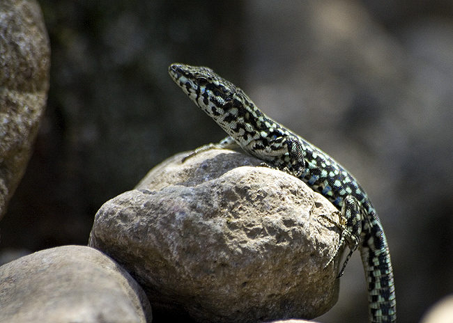 Zootoca vivipara e Podarcis tiliguerta