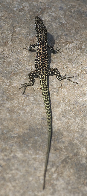 Zootoca vivipara e Podarcis tiliguerta