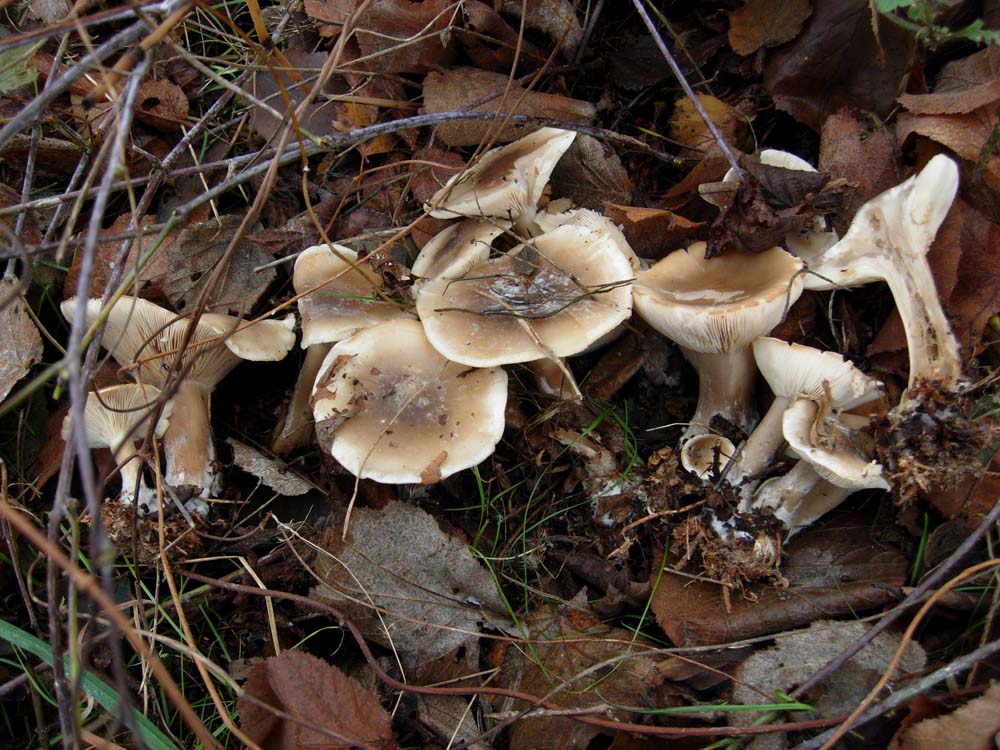 Leucopaxillus?