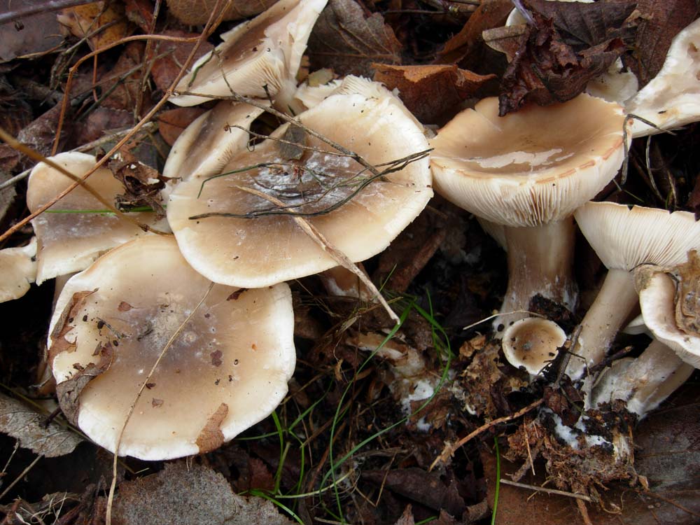 Leucopaxillus?