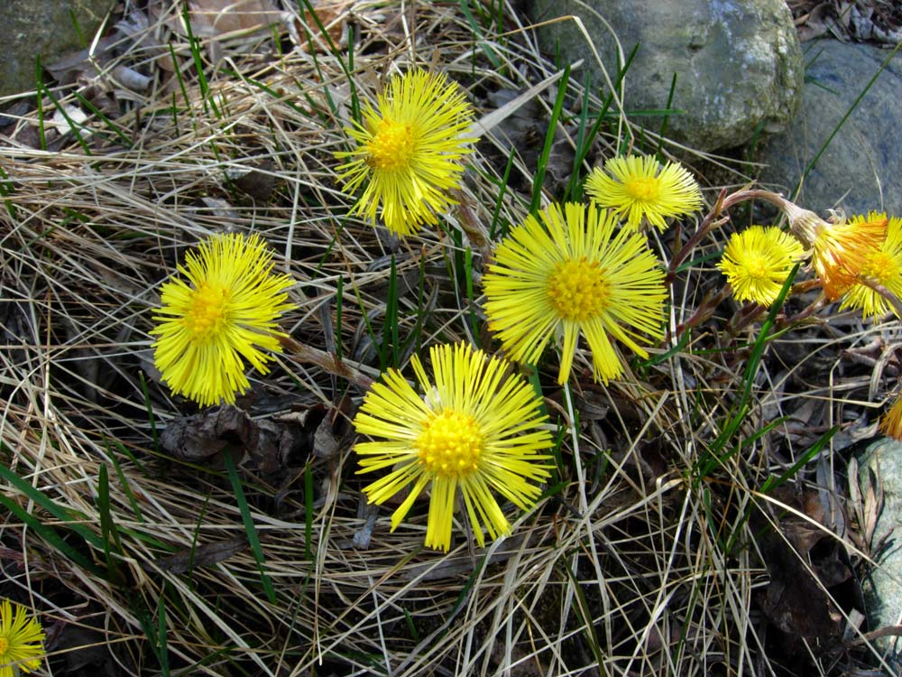 Tussilago farfara / Tossilaggine comune