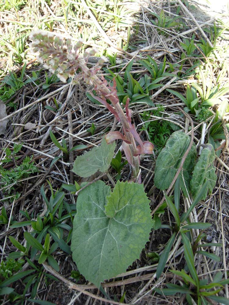 Petasites hybridus e Adoxa moschatellina