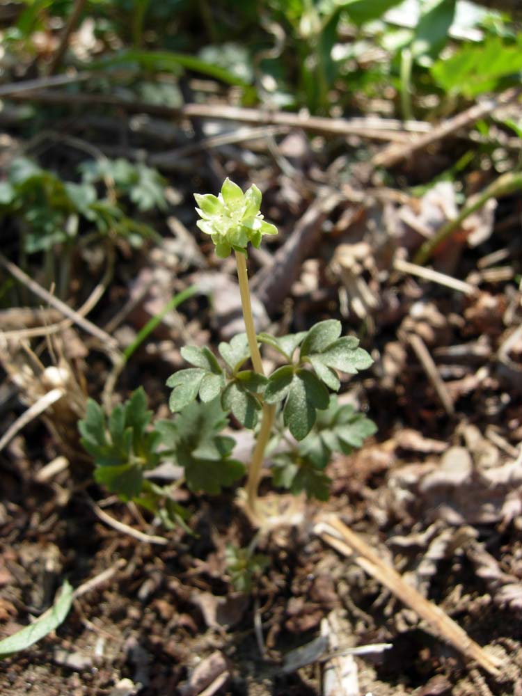 Petasites hybridus e Adoxa moschatellina