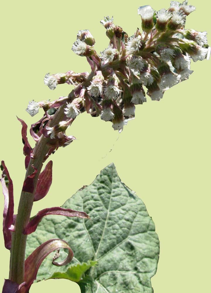 Petasites hybridus e Adoxa moschatellina