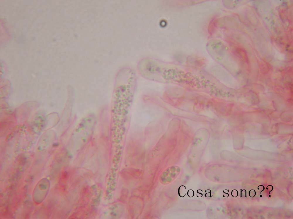 Leucopaxillus?