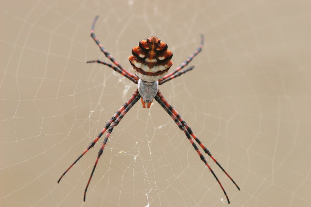 Argiope lobata