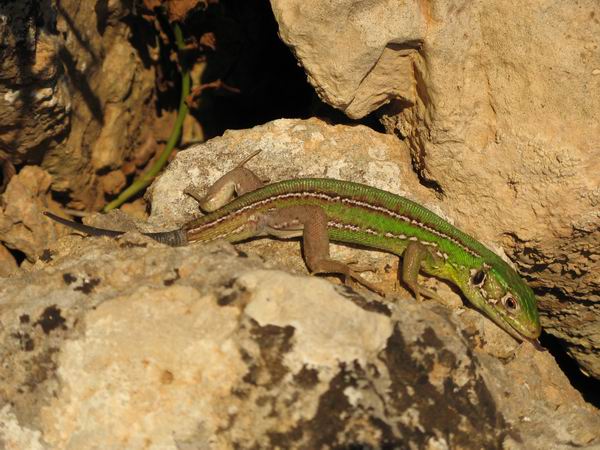 Podarcis o Lacerta?