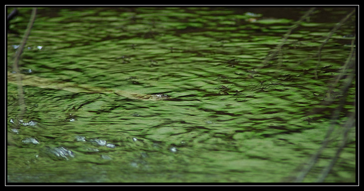 Esperimenti... d''acqua